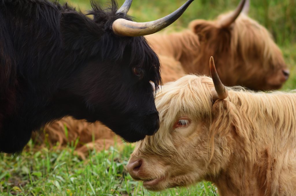 Highland-Rinder auf der Weide